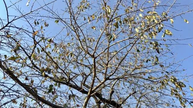 冬の訪れ…急に寒くなりました【大阪市阿倍野区】