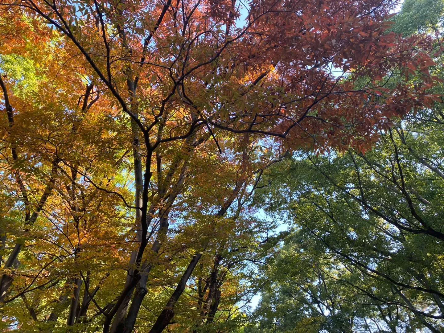 秋がはじまってますね🍂／大阪市阿倍野区