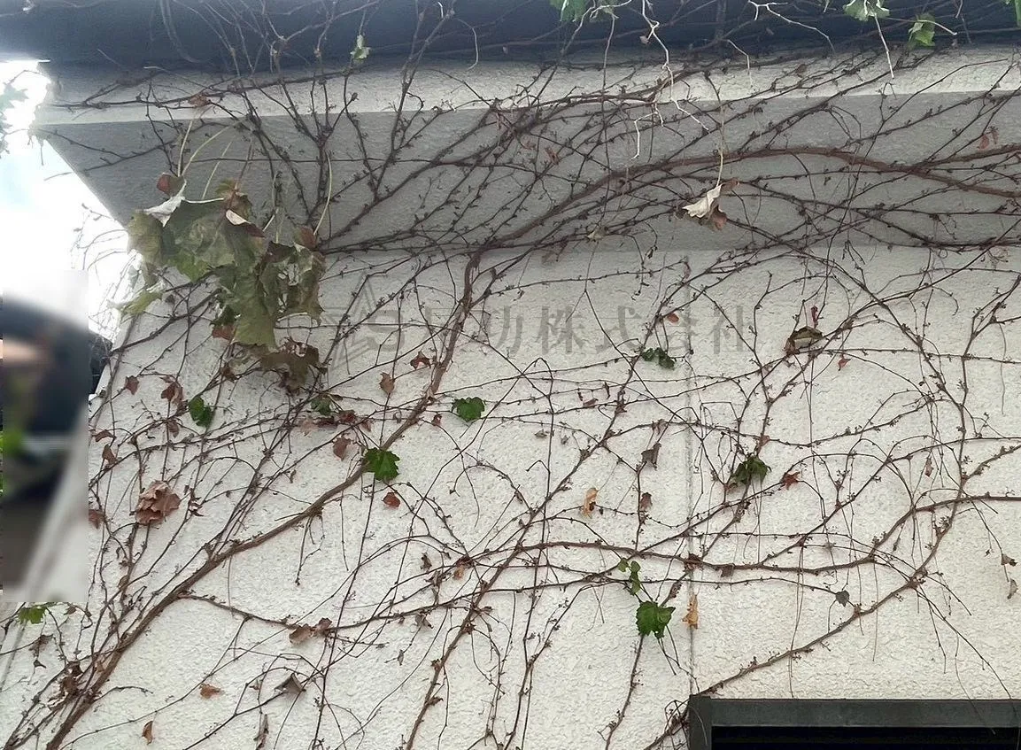 【外壁塗装前】ツタの除去作業