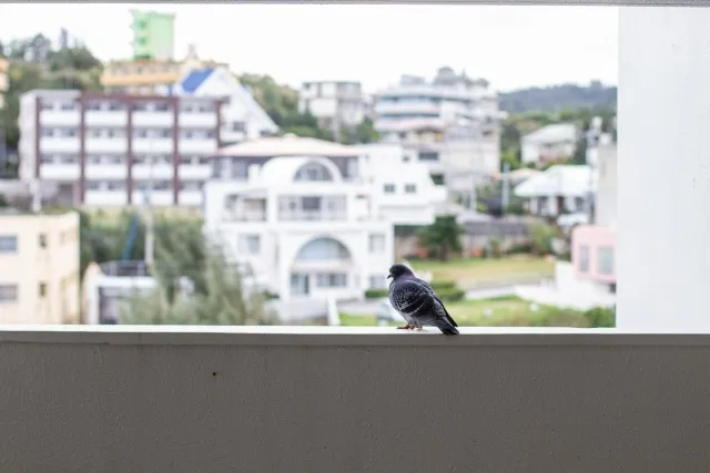 マンション大規模修繕と大阪府大阪市の鳥対策徹底解説で健全な住環境を守る方法