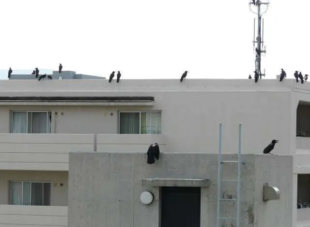 マンションで鳥害！カラスに要注意！／大阪市阿倍野区