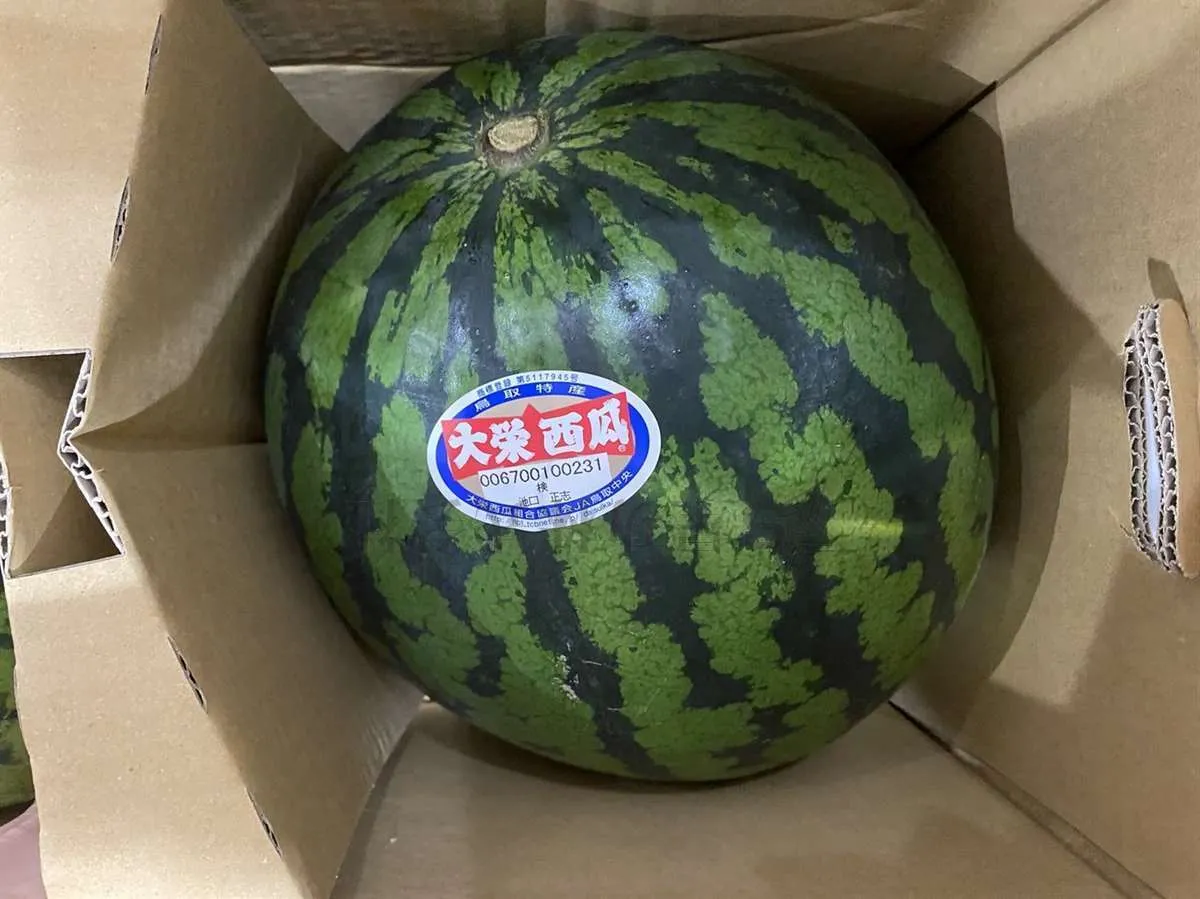 夏と言えばスイカです！