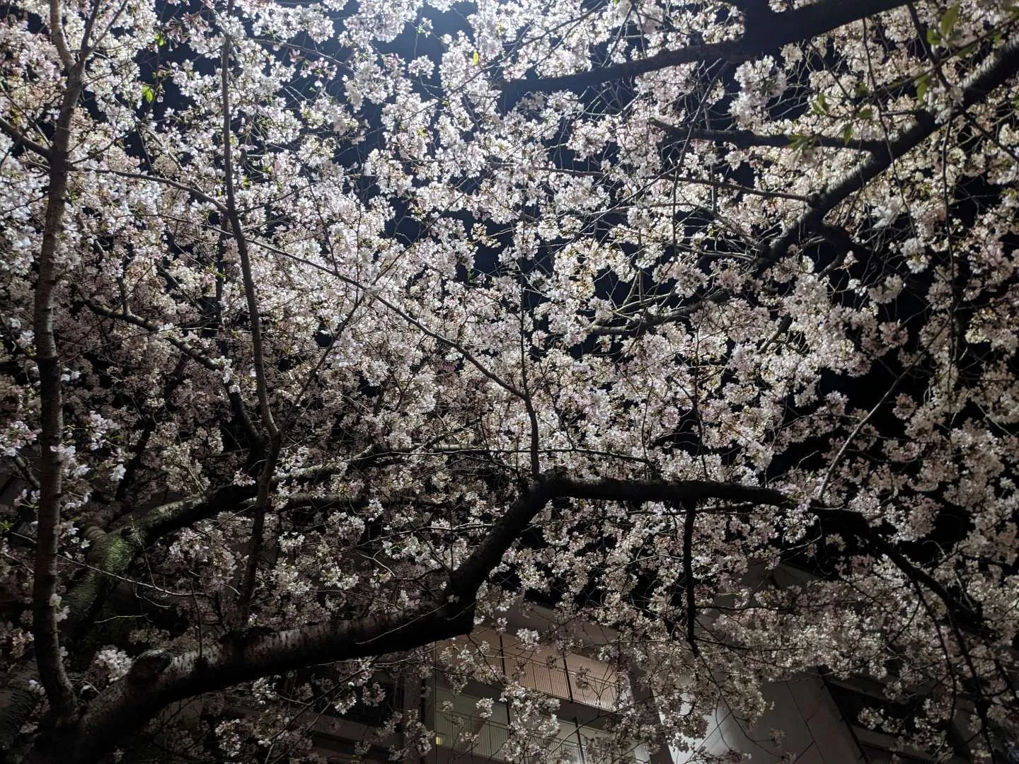 帰宅途中にある団地の桜🌸