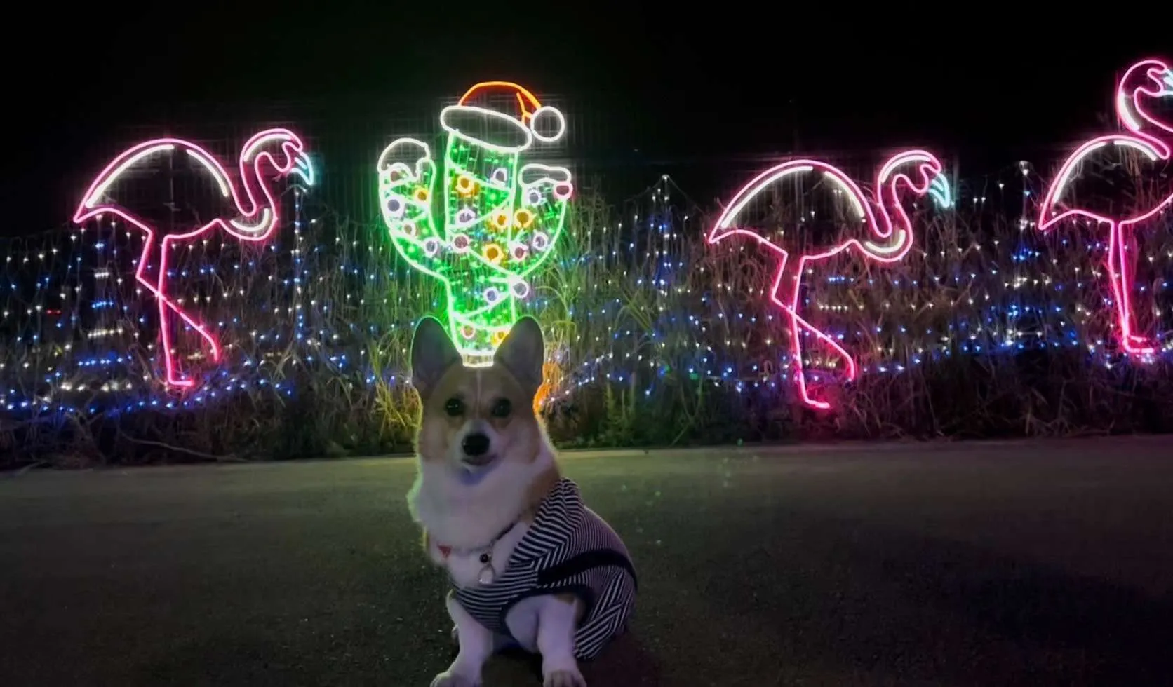 12月に突入しましたー☆彡