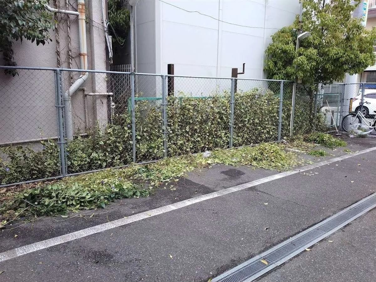 外壁改修工事前に【ツタ撤去作業】
