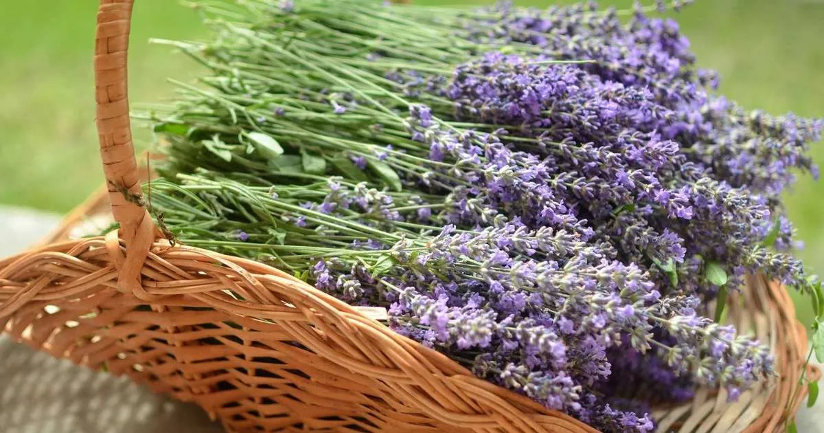 花粉症の季節におすすめのアロマ